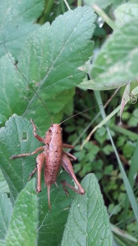 Pholidoptera griseoaptera